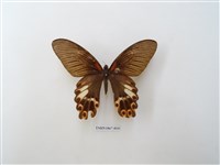 藏品(臺灣鳳蝶)的圖片